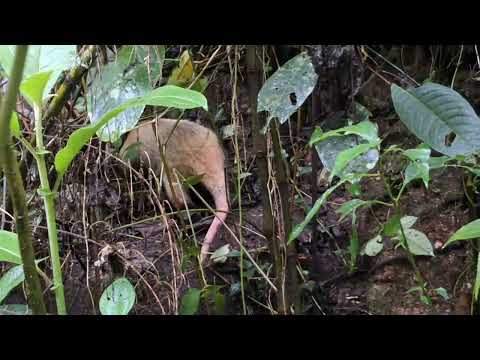 Tamandua teraddctyla_Oso hormiguero_El Chaco Napo Ecuador_Diego Piñán_25 Oct 2026 