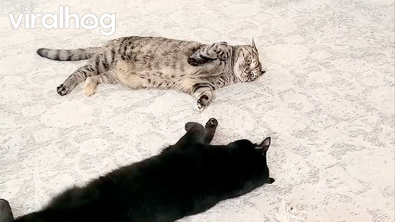 The Lowest Effort Cat Fight || ViralHog