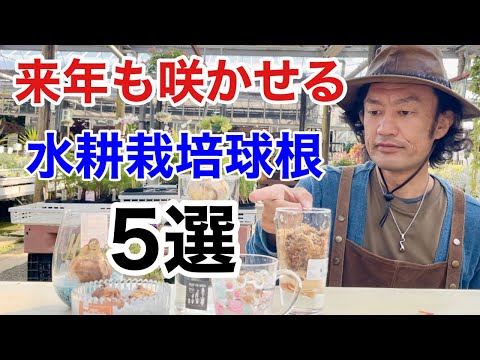 コップ一杯の水でヒヤシンスを育てる 植物