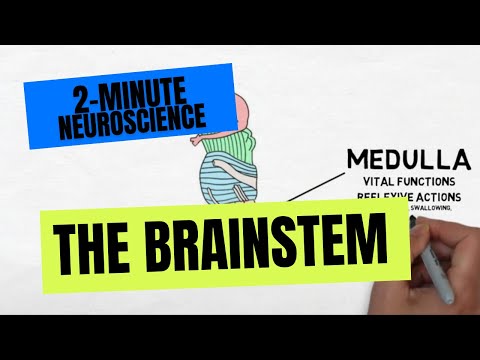 2-Minute Neuroscience: The Brainstem