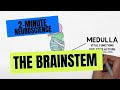 2-Minute Neuroscience: The Brainstem