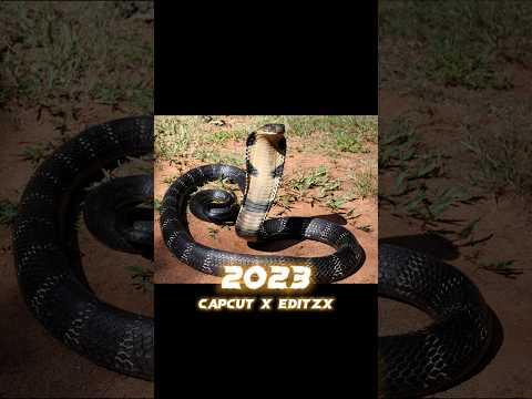 2023 King Cobra 🐍🐍 vs 5000 bce King Cobra 🐍🐍 #viral #shorts