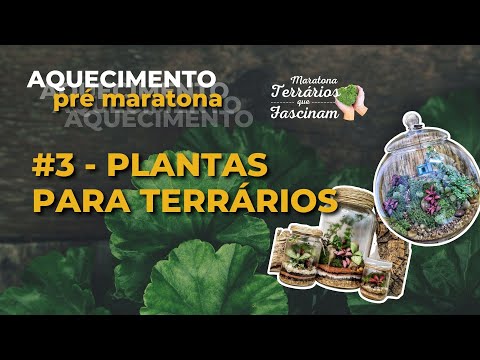 , title : 'Live #3 Plantas para terrários'