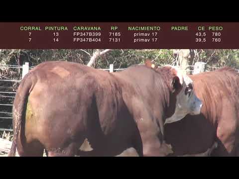 Lote TOROS BRAFORD "SAN PEDRO/LA LUCILA"