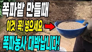 쪽파밭 만들때 이것 꼭 넣어야 쪽파가 쭉쭉 자라 대박납니다!