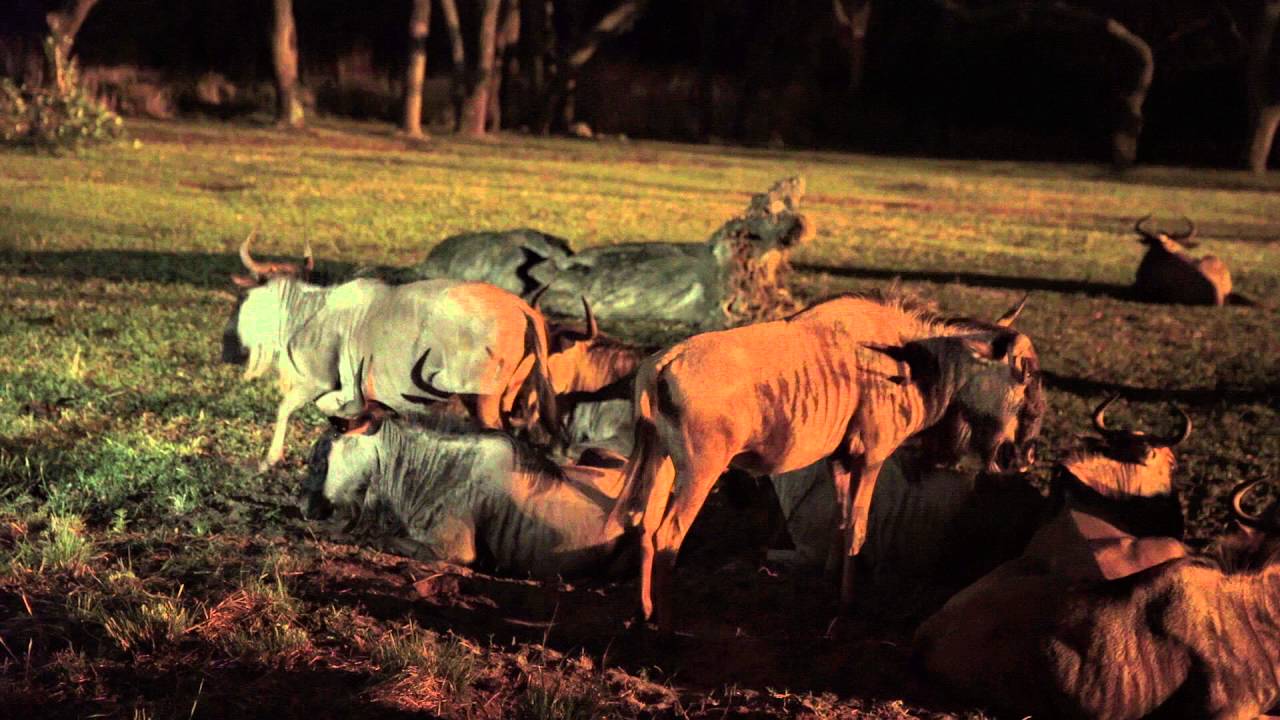 Kilimanjaro Safaris After Dark 