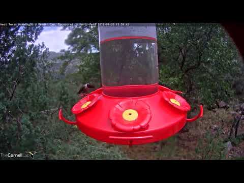 Black-chinned x Lucifer Hummingbird Hybrid – July 30, 2018