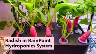 French Breakfast Radish in RainPoint Hydroponics System, A real review with real results, Rain Point
