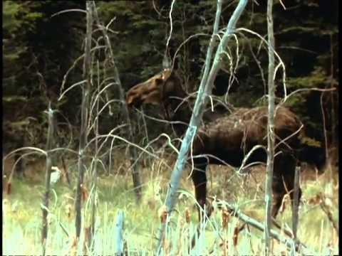 Moose - Elk - Canada - Champions of Nature