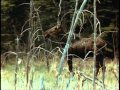 L'orignal - L'élan - Canada - champions de la nature