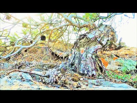 Pine Tree Υamadori Hunting Vol. 2 - Bonsai Inspiration From Nature