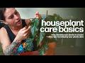 Keep Your Plants Alive Cleaning Pest Control Other Tips Houseplant Basics