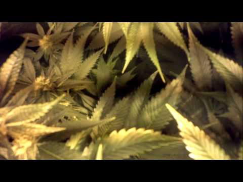 OG Kush Week 6 Day 44 (1000 w in tent 10 OG Kush)