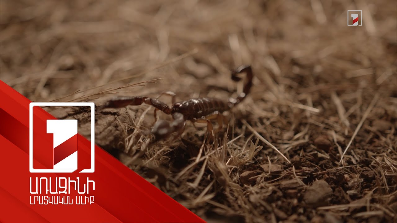 Կարիճի խայթոցի դեպք՝ Սպիտակում. ինչպես է 45-ամյա կինը և ինչ անել նման դեպքերում