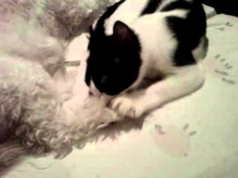 Kitten Suckling Doggie's Foot