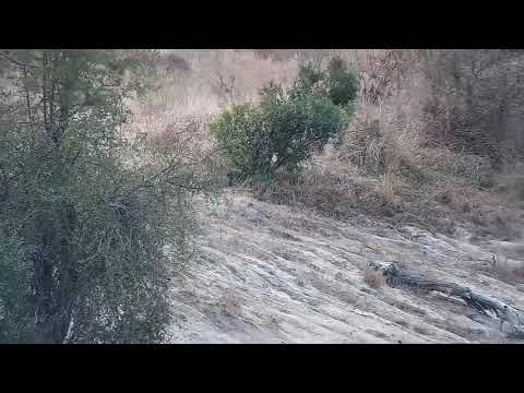 Djuma: Impala ram getting quick drink at the dam and Fork-tailed Drongo - 09:46 - 08/16/21