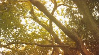 KAORI MURAJI  -  村治佳織 Video  2011