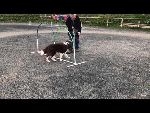 Way Forward Dog Training Solutions video.
