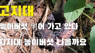 능이버섯 경기북부 고지대 해발800~900 능이버섯이 섞어 가고 있다 낮은 지대 능이버섯 나올까요!!!