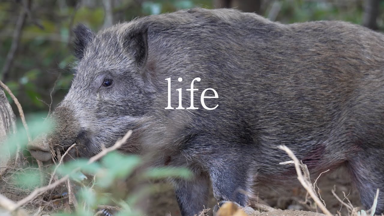 【里山狩猟生活#31】大物イノシシを獲って、解体し、食べるまで