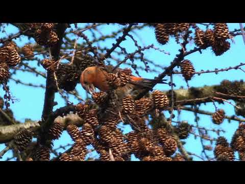 The Common Crossbill and its call