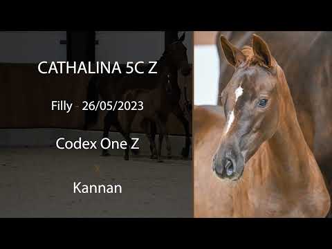 Cathalina 5C Z (Codex One Z x Kannan)