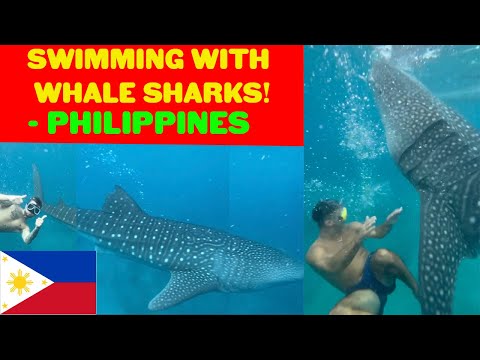 BACKPACKING PHILIPPINES PART 2 - SWIMMING WITH WHALE SHARKS, LOCAL ROMANCE & PARTYING