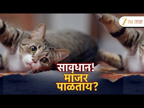 Special Report Cat | सावधान मांजर पाळताय? मांजरामुळे कोणता धोका? | Zee24Taas