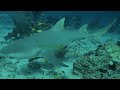 Beqa Lagoon Apex Arena Shark Dive April 2026