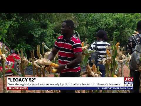 New drought-tolerant maize variety by LCIC offers hope for Ghana's farmers | Prime Business(28-8-26)