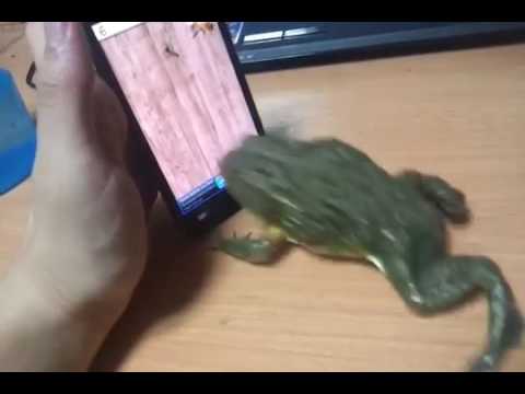 Rã africana ataca formiga na tela do celular!