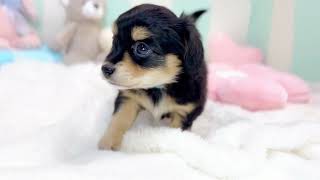 ハーフ犬の動画01