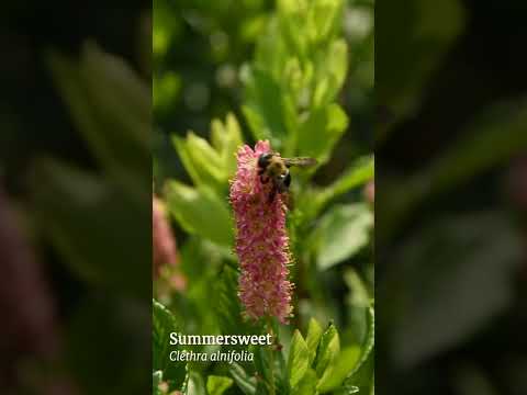 Deer-Resistant, Shade Tolerant Flowering Shrubs for Wet Woodland Gardens!
