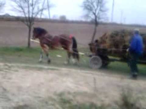 zaprzęg konny  BAJKA 2013