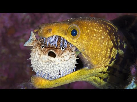 Dramatic Fight Moray Eel, Porcupinefish, Octopus & Crab | Octopus vs Tiger Snake Eel | Battle in Sea