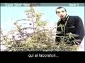 Green House Super Silver Haze Grow With Italian Subtitles