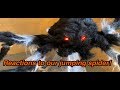 JUMPING SPIDER REACTIONS Halloween Night