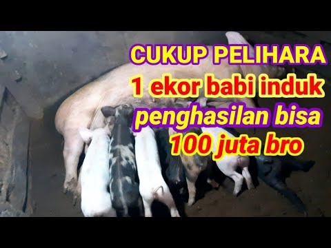 , title : 'Analisia sederhana usaha ternak babi induk #indomor (#suksesbeternak,#babi)'