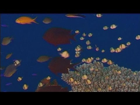 Korallenriff aus dem 3D-Drucker - hi-tech