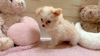 ハーフ犬の動画01