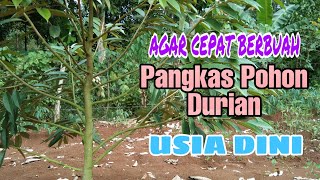 Download lagu Prune Durian Trees, Early Age to quickly bear fruit mp3