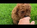 Cavapoo dogs for sale: Henry - Video 1