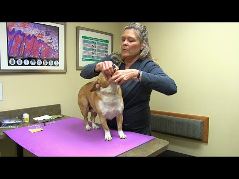 How to Medicate Your Dog