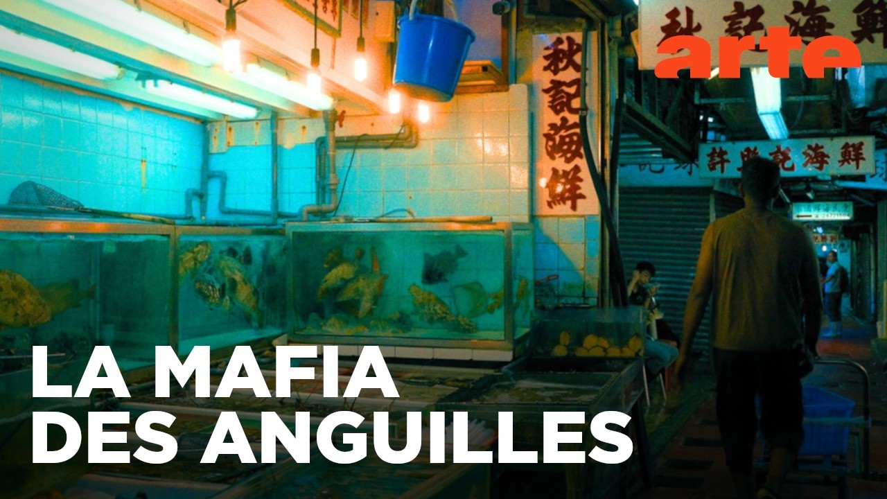 Trafic d'anguilles et argent sale | Documentaire | ARTE