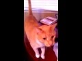 Tequila Meow Song 