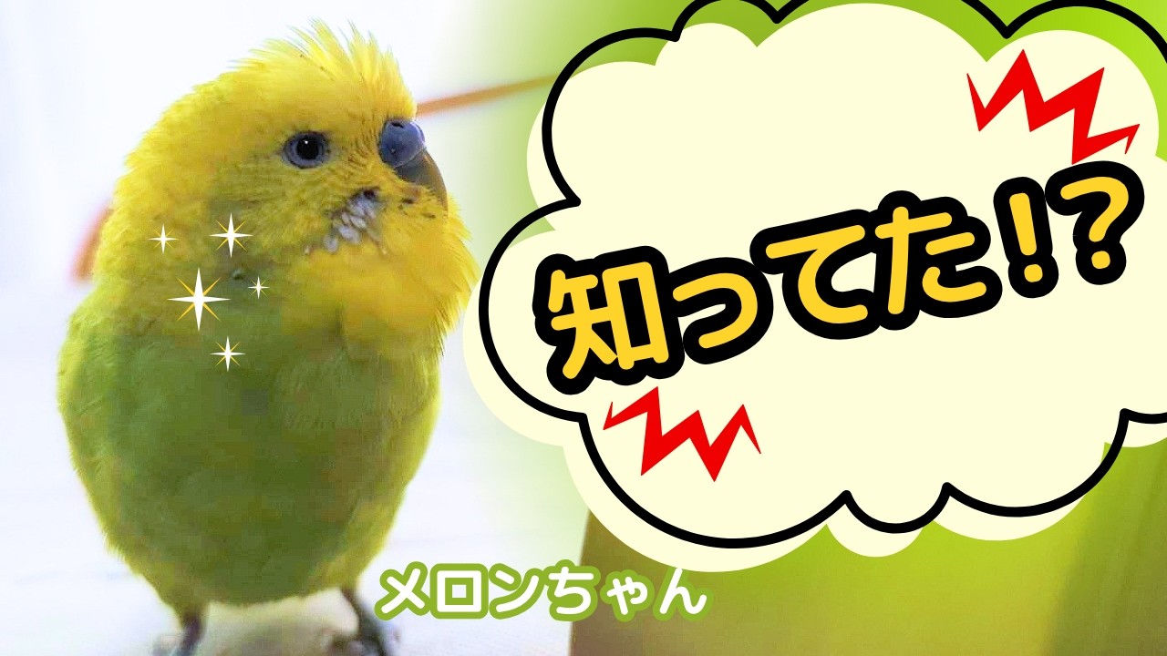 インコ「知ってた⁉」←自転車罰則がヤバいらしいwww