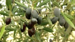 preview picture of video 'A Mechanized Olive Harvest at the Makuya Orchard at Ashalim'