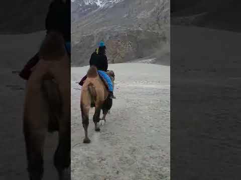 Leh Ladakh, nubra valley, hunder, double hump wooled camel ride, sand dunes, -30 degree evening