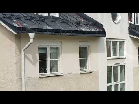 Common swift (Tornseglare) leaving nest site in my yard in central Stockholm, Sweden [2024-07-12]