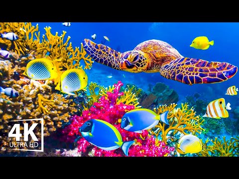 Turtle Paradise (4K Video Ultra HD) - Undersea Ambient Nature Relaxation Film + Piano Relaxing Music